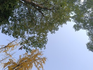 仰视树木与蓝天美景