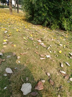 秋日草地落叶景致