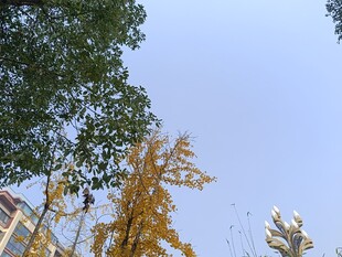 秋日银杏与建筑景观