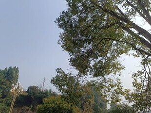 阳光下的葱郁树木