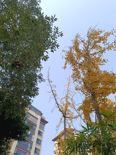 秋日城市中的金黄银杏树