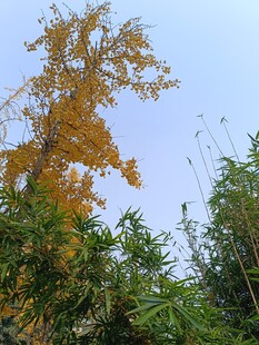 秋日金黄银杏与绿植