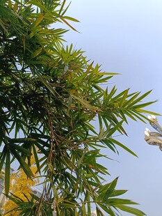 翠绿竹叶映蓝天