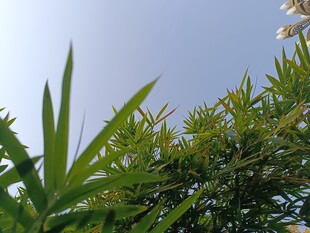 蓝天映衬下的翠绿植物