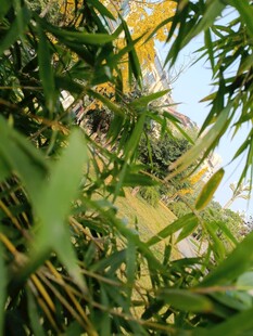 翠绿竹林间的自然景致