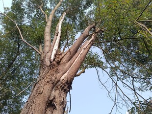 树干开裂的高大树木