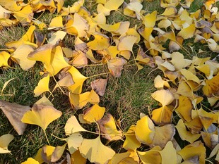 金黄银杏叶铺就秋日美景