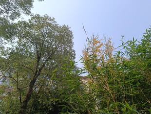 林间绿意盎然的自然景致