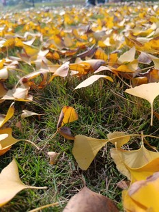 金黄银杏叶铺满翠绿草地
