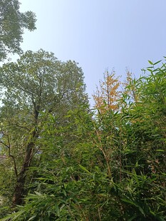 茂密树林中的清新景致