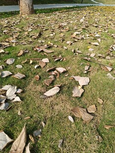 草地上散落的破碎瓷片