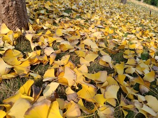 秋日银杏落叶铺满地面