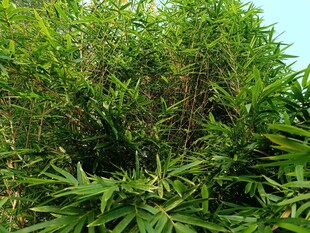 茂密竹林绿意盎然