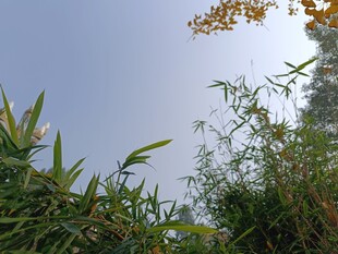 仰视视角下的绿植与天空