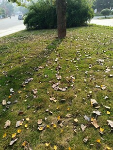 秋日草地落叶风景图