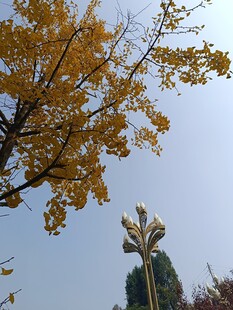 秋日银杏与独特路灯景观