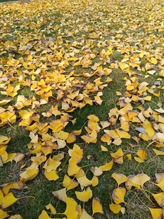 金黄银杏叶铺满地面美景