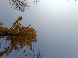 秋日银杏与蓝天相映