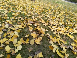 金黄落叶铺满草地