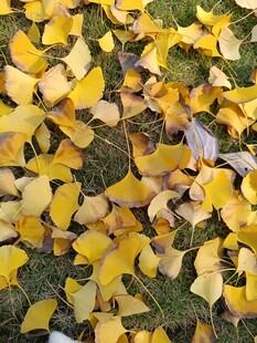 银杏落叶铺就秋日美景