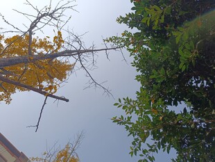 秋日倒影中的树木景致