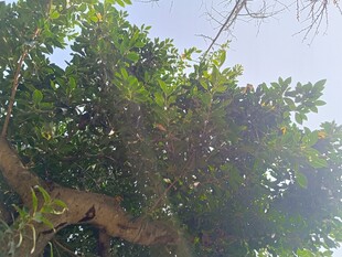 繁茂大树展现自然生机