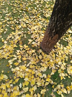 树下金黄银杏叶