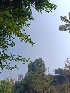 林间树梢望蓝天