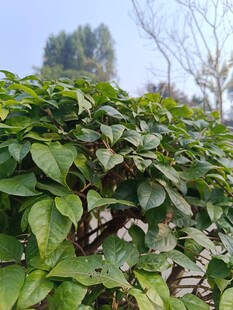 绿叶繁茂的植物景观