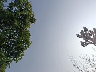 树梢剪影与蓝天相映