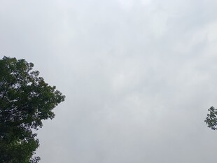 阴天中的树木景象