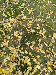 秋日落叶铺满草地