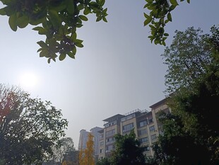 阳光透过树叶照向楼房