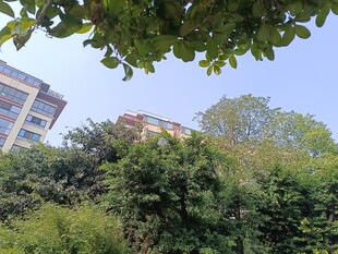 绿树掩映下的城市建筑