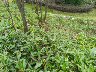 绿意盎然的植物景观