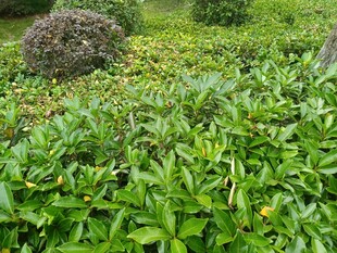 绿意盎然的茂密植物景观