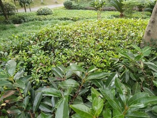 绿意盎然的繁茂植物景观