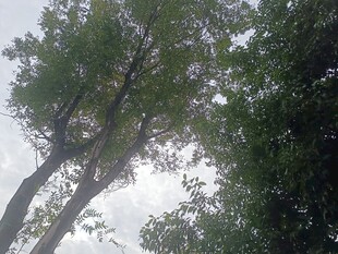 仰视茂密树林中的树木