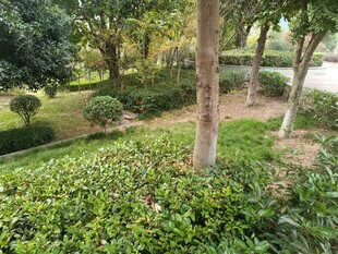 绿意盎然的园林景观