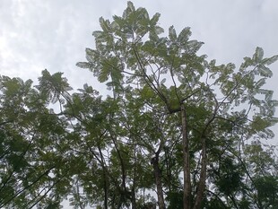 高大树木沐浴于天空之下