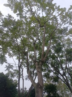 高大挺拔的绿树