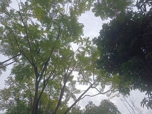 仰视葱郁树木景观