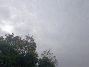 树梢之上的朦胧天空