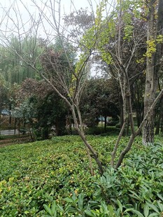 绿意盎然的户外园林景观