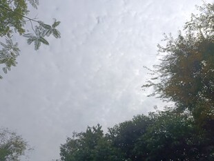 仰视天空中的树木枝叶