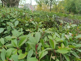绿叶繁茂的植物景观