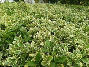 绿叶繁茂的植物景观