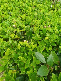 翠绿繁茂的绿叶植物