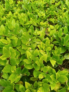 嫩绿生菜苗茁壮成长