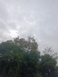 阴天中的茂密树林